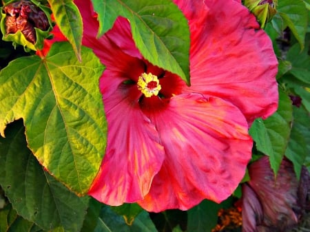 pink hibiscus - flowers, hibiscus, petals, green