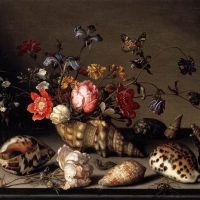 Shell Still Life