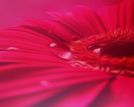 Tickled Pink - Bright, Colorful, Pink, Daisy, Flower