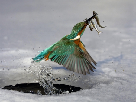 *** Kingfisher *** - animal, animals, kingfisher, birds