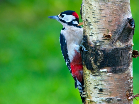 *** Bird *** - animal, animals, bird, tree, birds