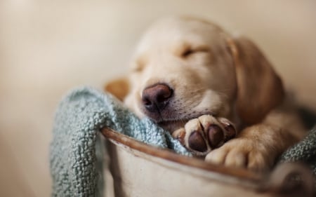 *** Sleeping puppy *** - animal, dogs, puppy, animals