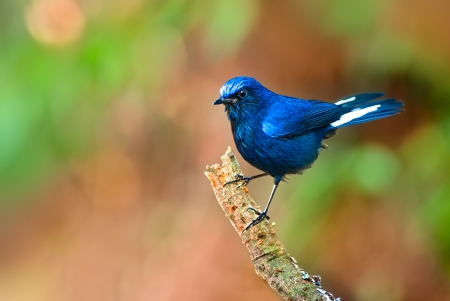 *** Blue bird *** - animal, animals, birds, blue