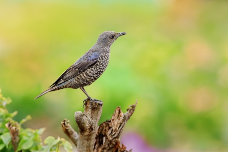 *** Gray bird *** - animal, animals, bird, birds