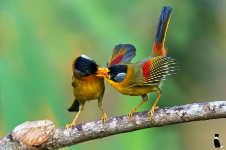 *** Colorful birds *** - animal, animals, bird, birds