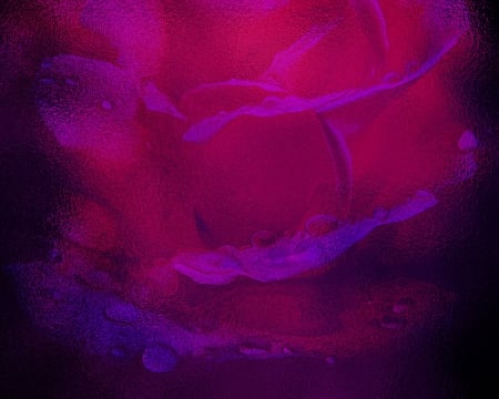 Rose Under Glass - colorful, bright, shimmering, rose, lustrous, iridescent, brilliant, pink