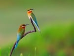 *** BEE-EATERS ***