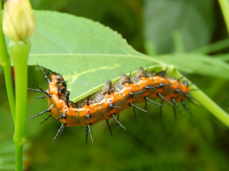 Gulf Fritillary Caterpillar - nature, macro, animal, photo, outdoor