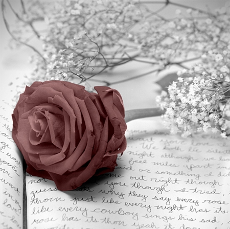 â™¥â™¥ - flower, nature, rose, soft