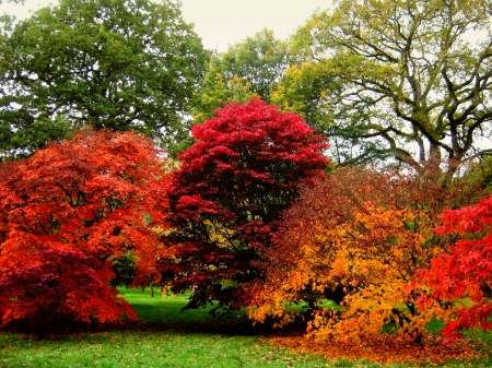 SHADES of AUTUMN - trees, garden, autumn, falls