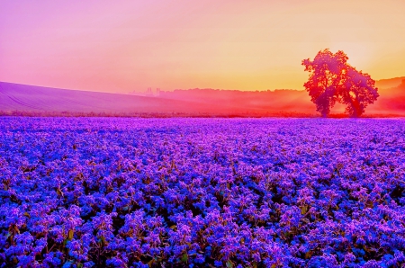 PURPLE OCEAN - flowers, trees, Sunset, landscape, field