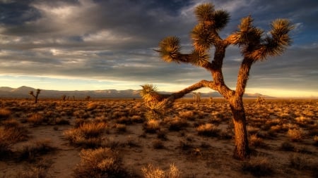 Desert Sunrise - sunrise, cactus, nature, desert