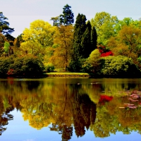 TREES in REFLECTION