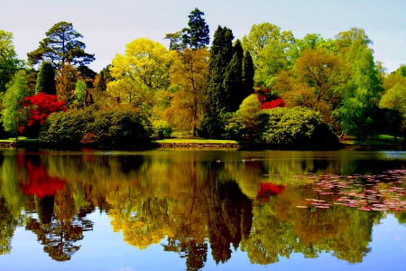 TREES in REFLECTION - nature, lake, trees, reflection