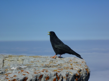 Black Beauty - mystery, black, high, bird