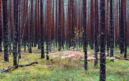 Tree - nature, tree, forest, jungle