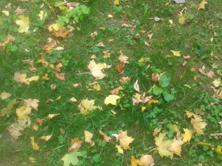 Autumn - leaves, park, autumn, grass