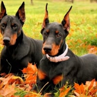 *** Dogs and autumn time ***