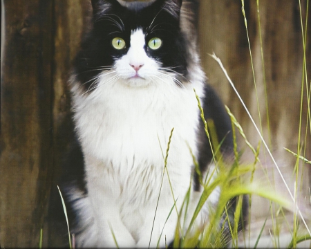 Tuxedo cat - paws, tuxedo, cute, cat