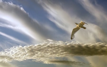 Lone Seagull - Clouds, Birds, Seagull, Flying