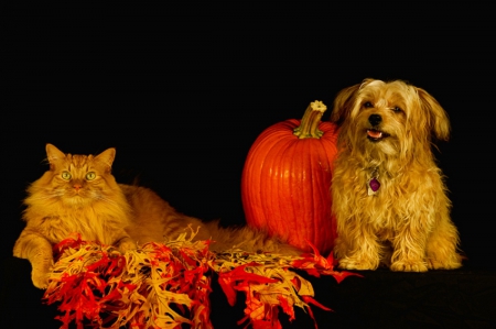 Halloween :) - sleepy, cute, beautiful, cat, sleeping, kitty, cats, hat, cat face, paws, face, animals, pretty, beauty, sweet, kitten, lovely