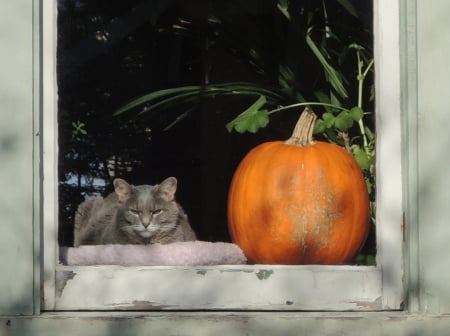 Cat - sleepy, cute, beautiful, cat, sleeping, kitty, cats, hat, cat face, paws, face, animals, pretty, beauty, sweet, kitten, lovely