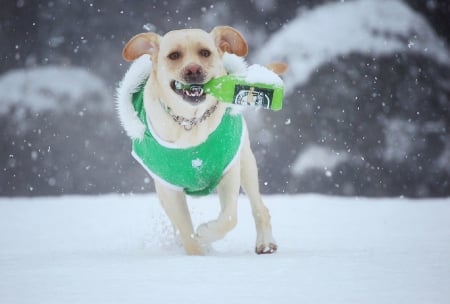 Beeeeeer :) - pretty, beautiful, dog face, puppies, lovely, playful dog, sweet, playful, dogs, cute, face, puppy, animals