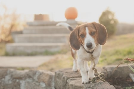 Beagle - face, pretty, playful dog, cute, animals, beautiful, sweet, puppy, playful, dogs, puppies, lovely, dog face