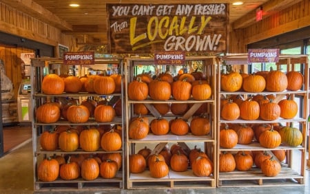 Pumpkins - nice, pumpkin, marvellous, photography, great, wonderful, samhain, super, halloween, amazing, pretty, adorable, wallpaper, stunning, outstanding, picture, abstract, halloween pumpkins, beautiful, awesome, pumpkinhead, lights, fantastic