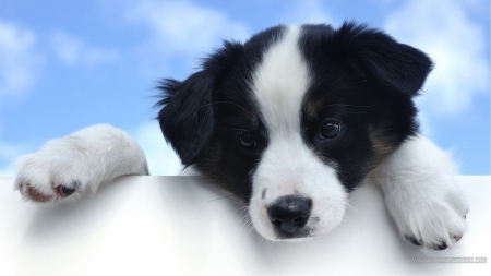 this wall is high - wall, puppy, collie, dog