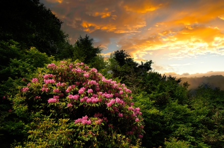 God's bouquet - nice, sky, sundown, god, sunset, bouquet, gorgeous, amazing, clouds, mountain, summer, lovely, bushes, nature, fiery, beautiful, flowers