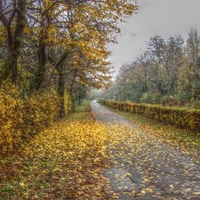 Golden carpet on the cycle lane