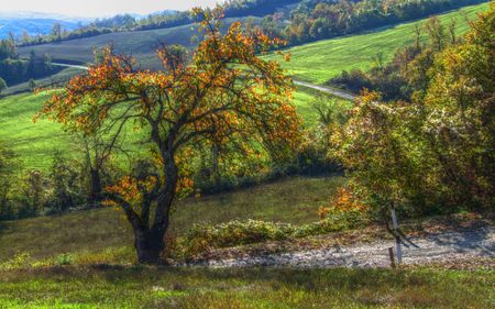 a nice tree along a country road - road, nice, country, tree