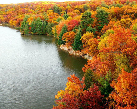 FOREST AUTUMN - nature, autumn, forest