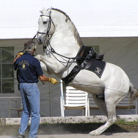 Spanish Dressage