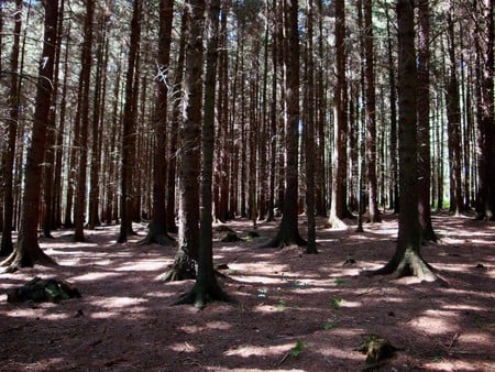 Trees - countryside, fir, forest, tree, woods