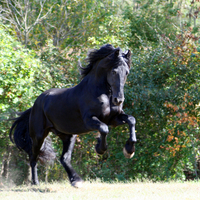 Mighty Friesian