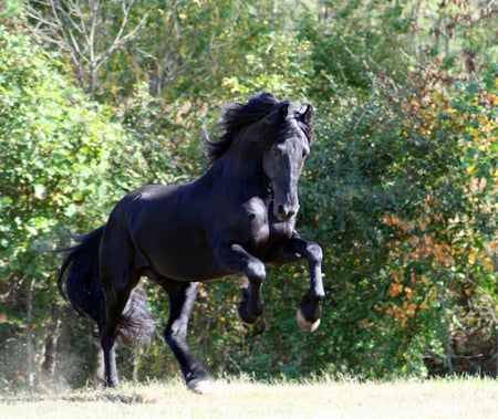 Mighty Friesian - horses, animals, friesian, friesland, netherland, friesian stallion