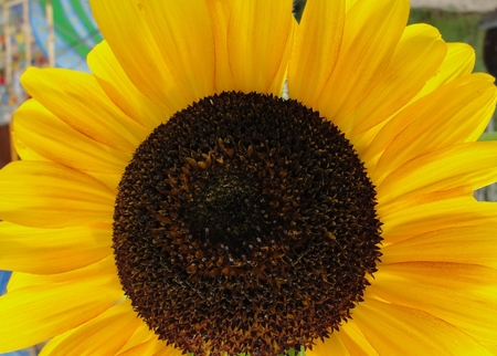 Close-up of a Sunflower - close, flower, sunflower