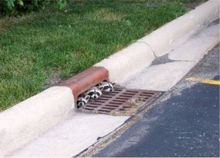 Down the drain - drain, hiding, roadway, 3 racoons