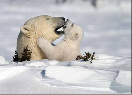 Love you - ice, nature, snow, animals, polar bear, bear cub