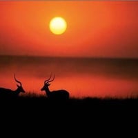 Sunset Antelopes