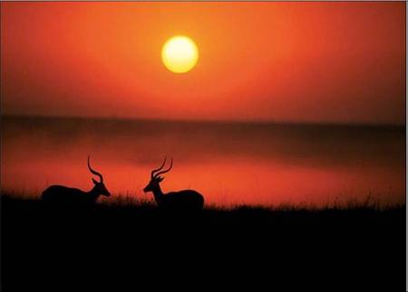 Sunset Antelopes - silhouette, sunset, antelopes