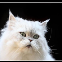 Persian  Cat