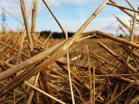 Straw - straw, hay, macro, makro