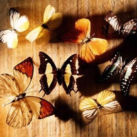 Butterflies on Wood