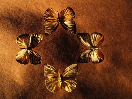 Butterfly Fossils