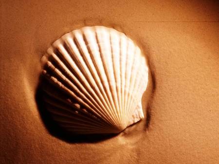 Sea Shell - beach, sand, sea shell