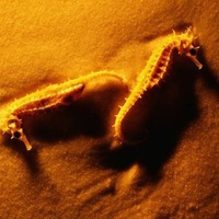 Seahorses on sand