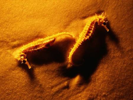 Seahorses on sand - sea horses, sand, beach